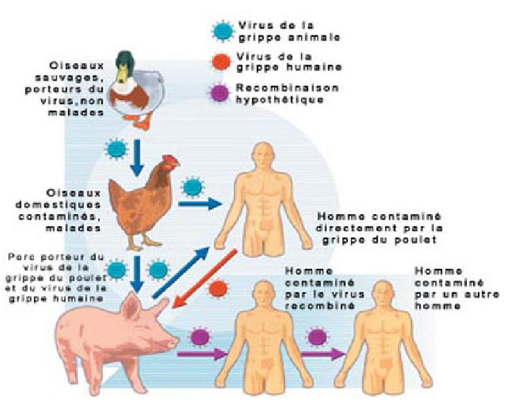 Nouveau mode de propagation pour les virus